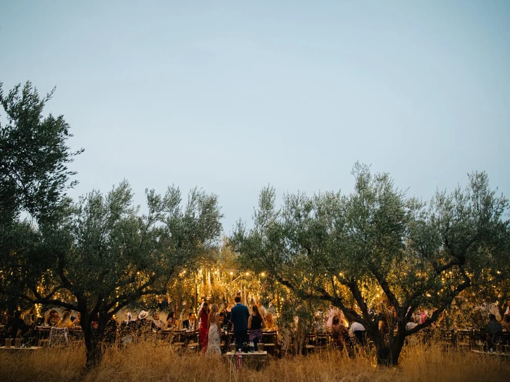 Guests celebrating a destination wedding under olive trees