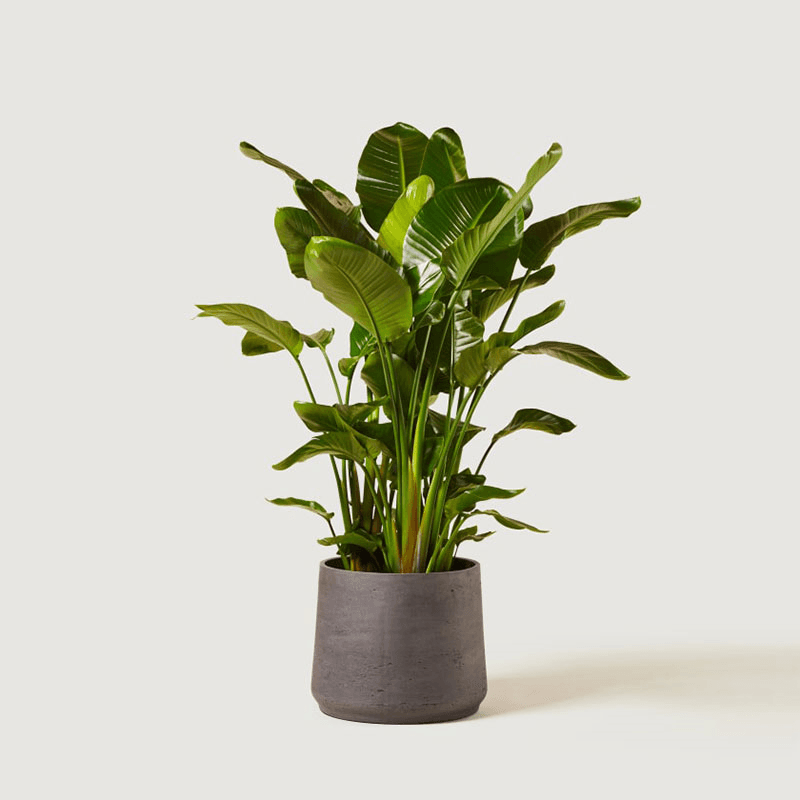 Nicolau the Strelitzia Nicolai with Clay Pot, Grey