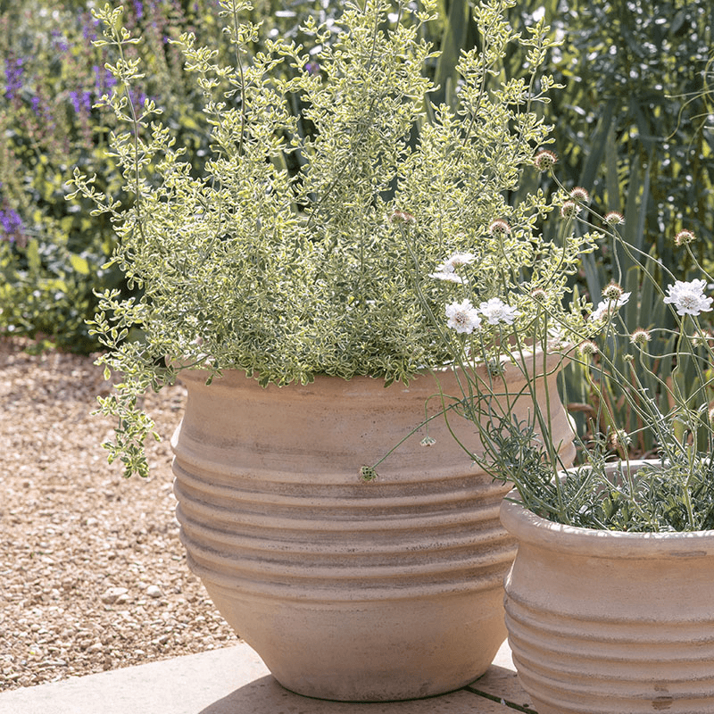 Ullu Planter