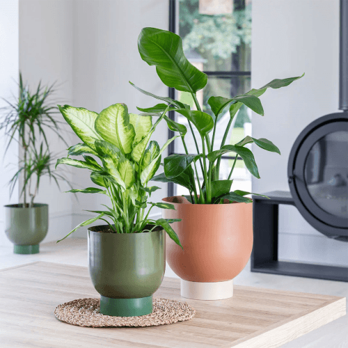 Image showing the Austin Set of 2 Dual Metal Planters product.