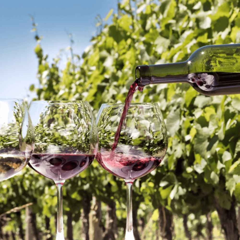 Wine tasting tour for two