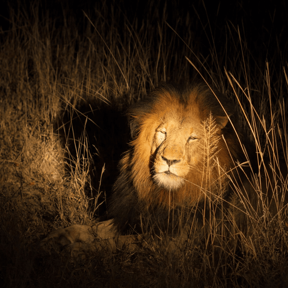 Night time safari for two
