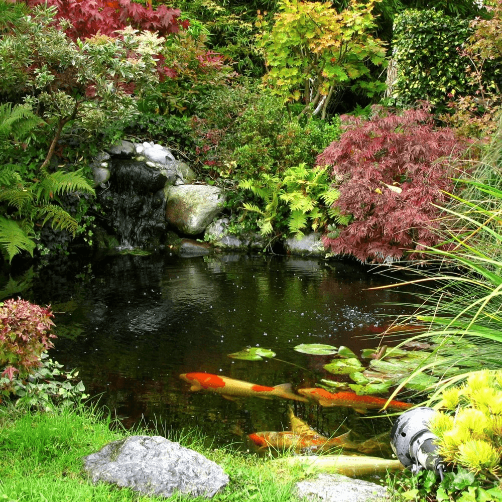 Garden pond fund