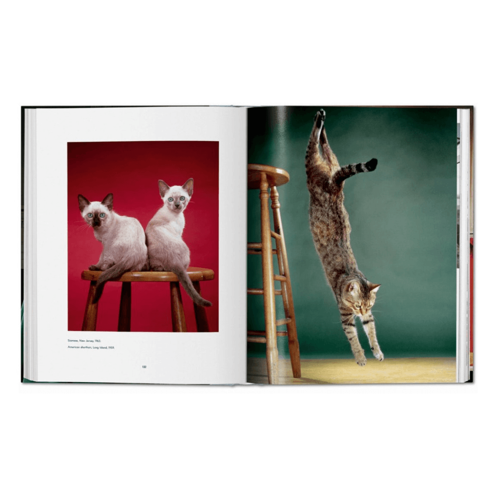 Walter Chandoha: Cats, Photographs 1942-2018
