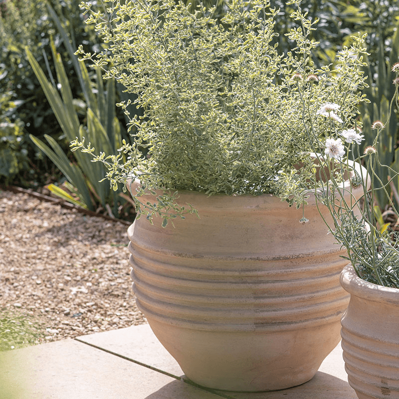 Ullu Planter