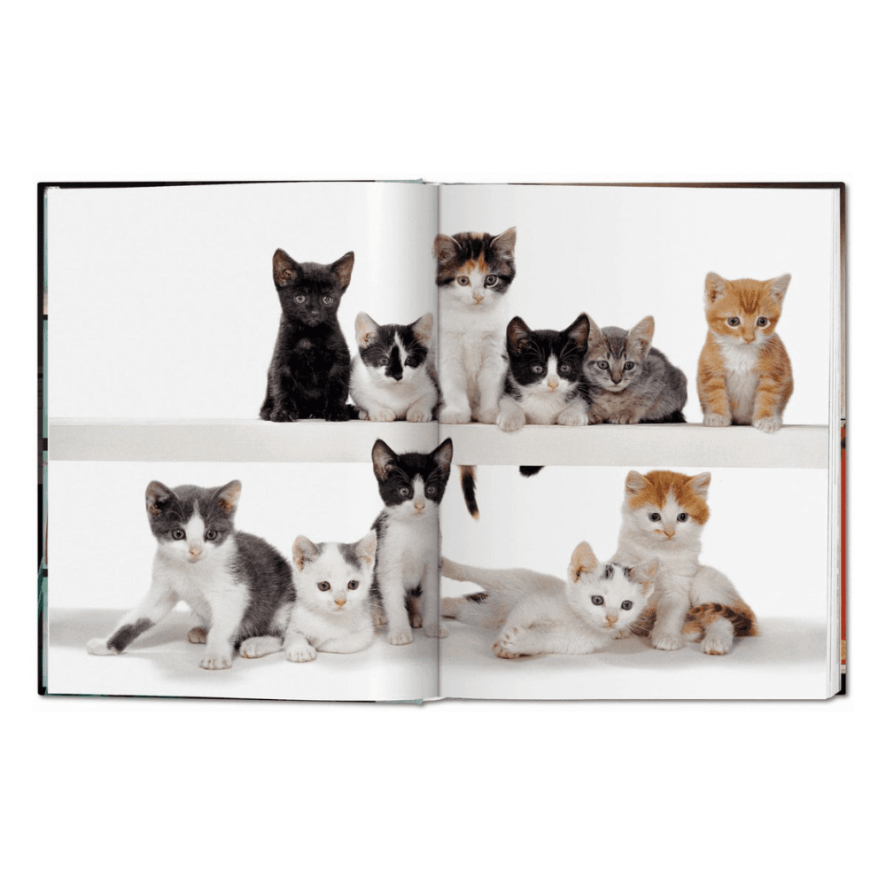 Walter Chandoha: Cats, Photographs 1942-2018