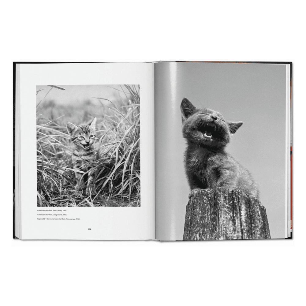 Walter Chandoha: Cats, Photographs 1942-2018