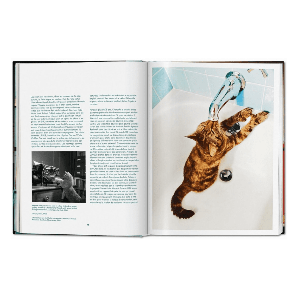 Walter Chandoha: Cats, Photographs 1942-2018