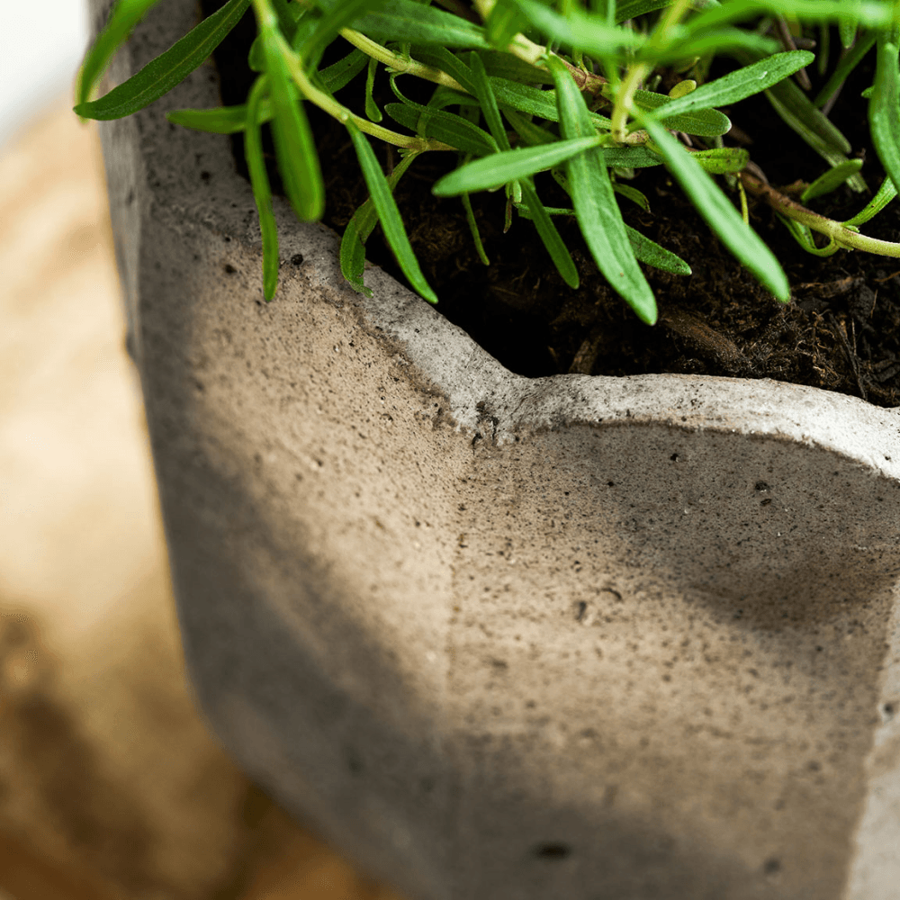 Lidstone Scallop Plant Pot, Dark Grey