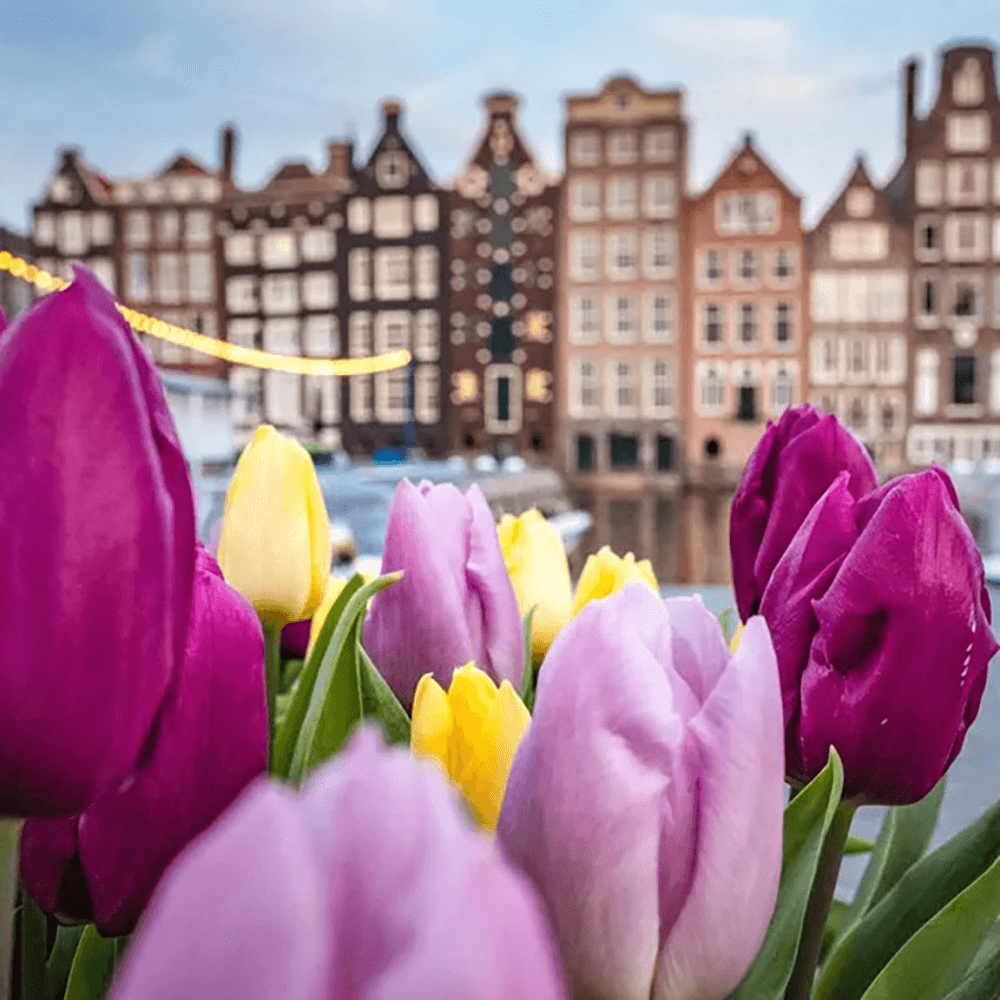 Art focused break with private Van Gogh museum tour