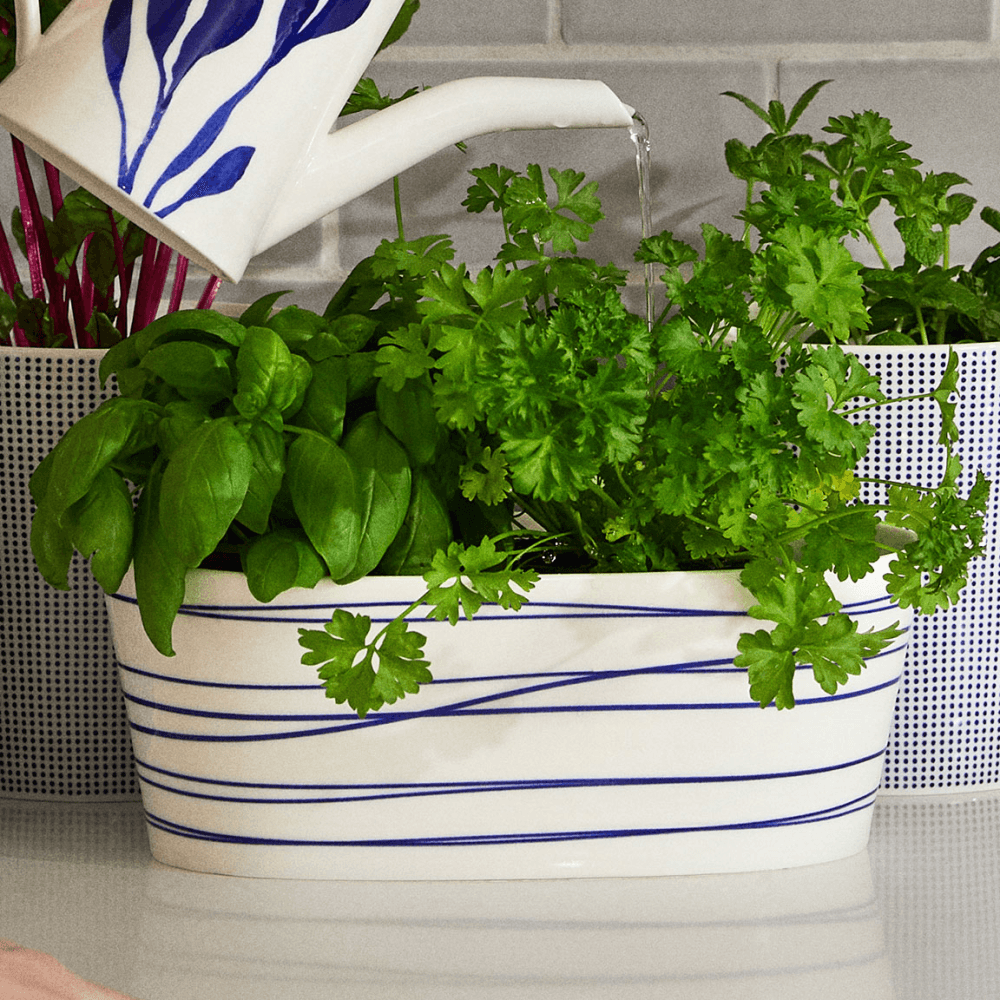 Pacific Planter