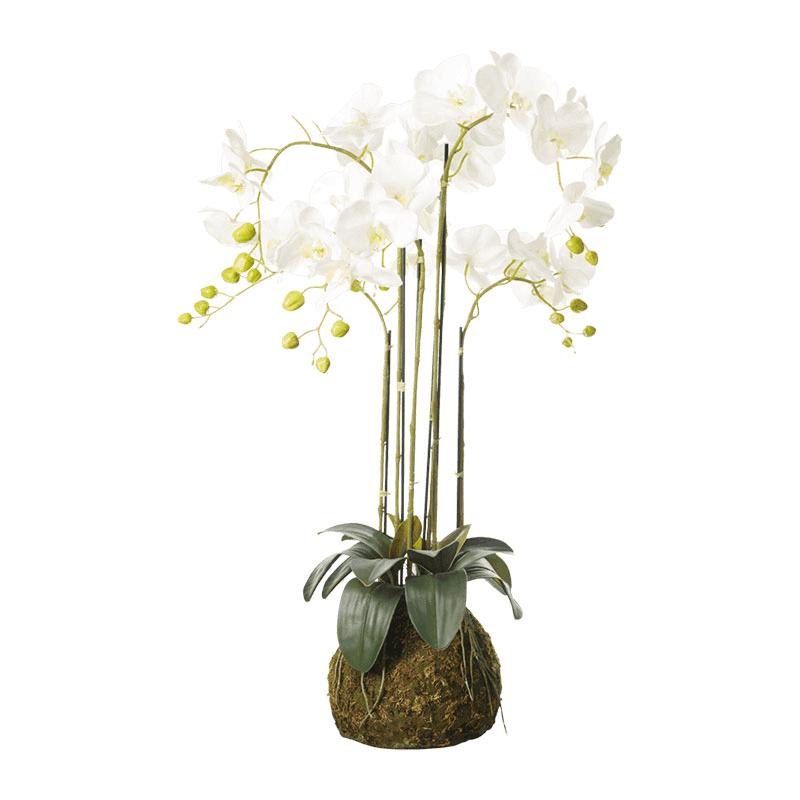 Faux Planted Phalaenopsis Orchid, white