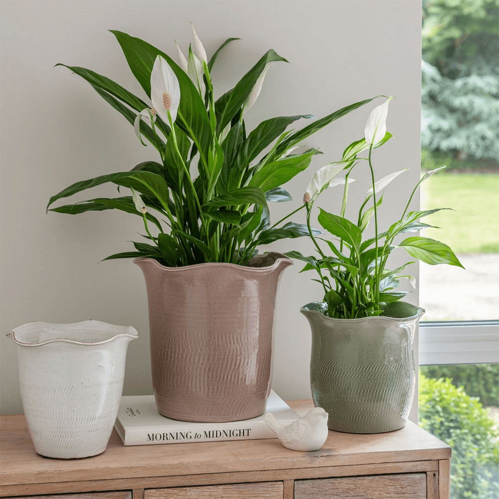 Camellia Scalloped Edge Planter