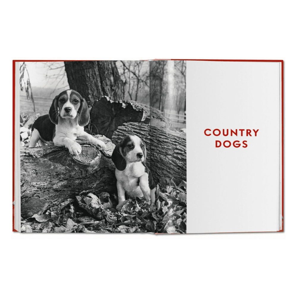 Walter Chandoha: Dogs, Photographs 1941-1991