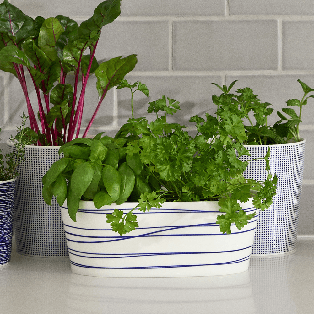 Pacific Planter
