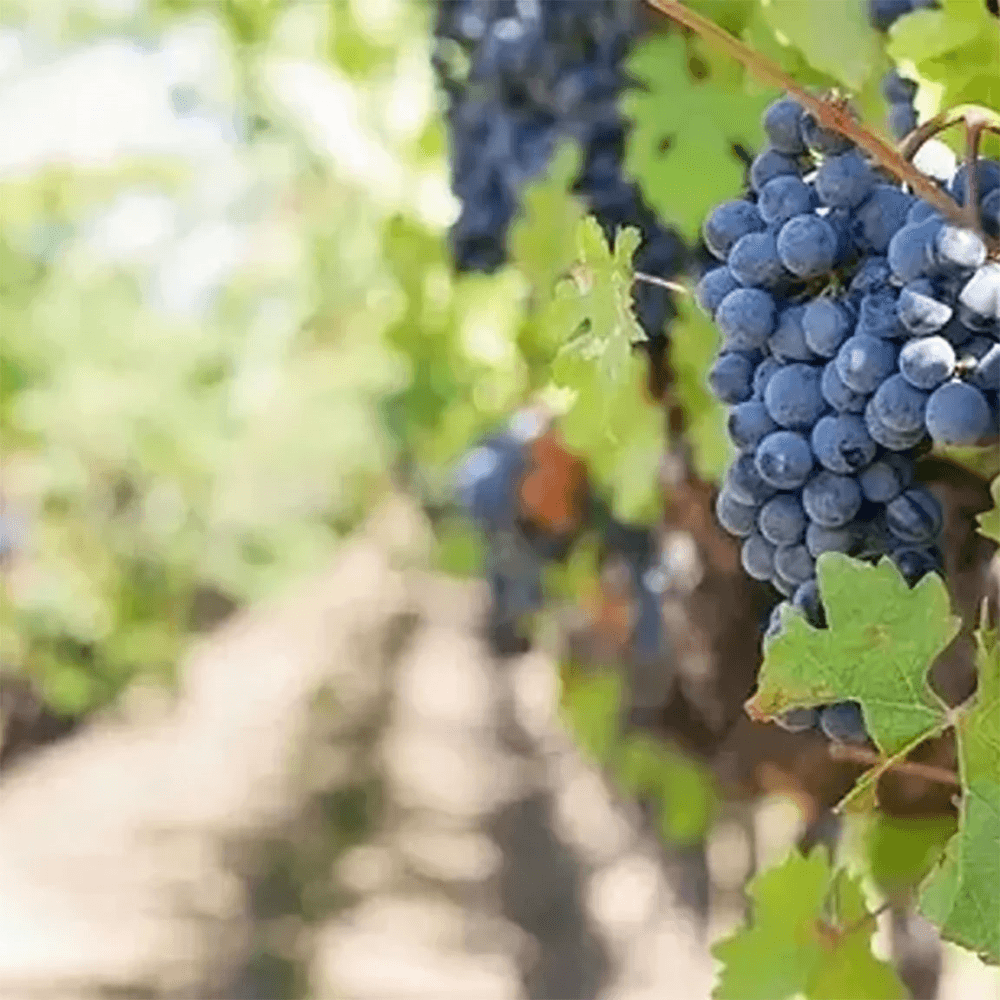 Two night wine getaway for two in Heidelberg