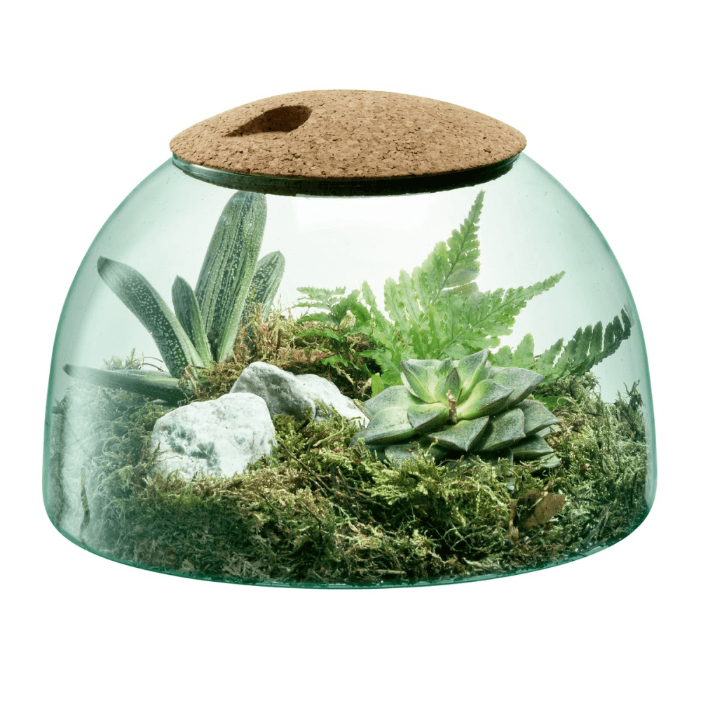 Canopy Garden Terrarium