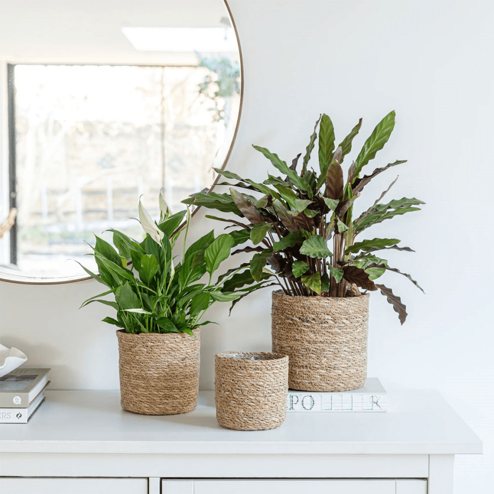Theo Set of 2 Baskets