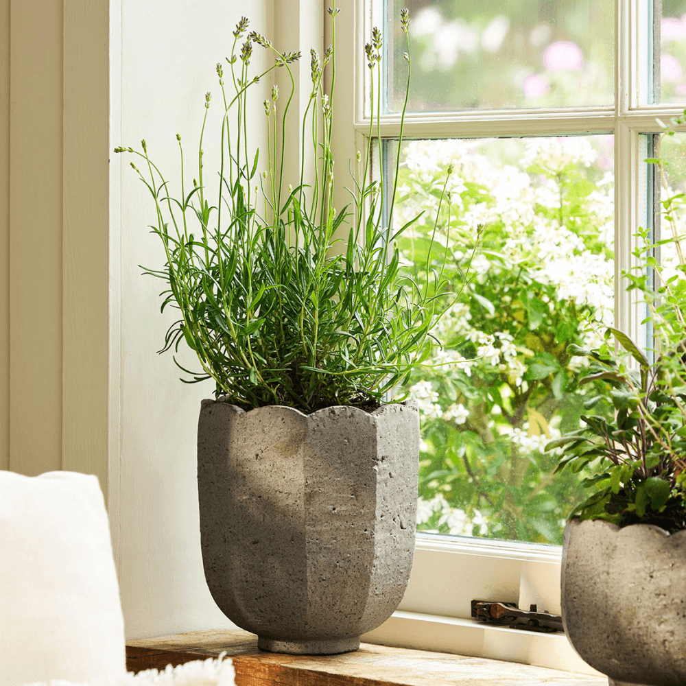 Lidstone Scallop Plant Pot, Dark Grey