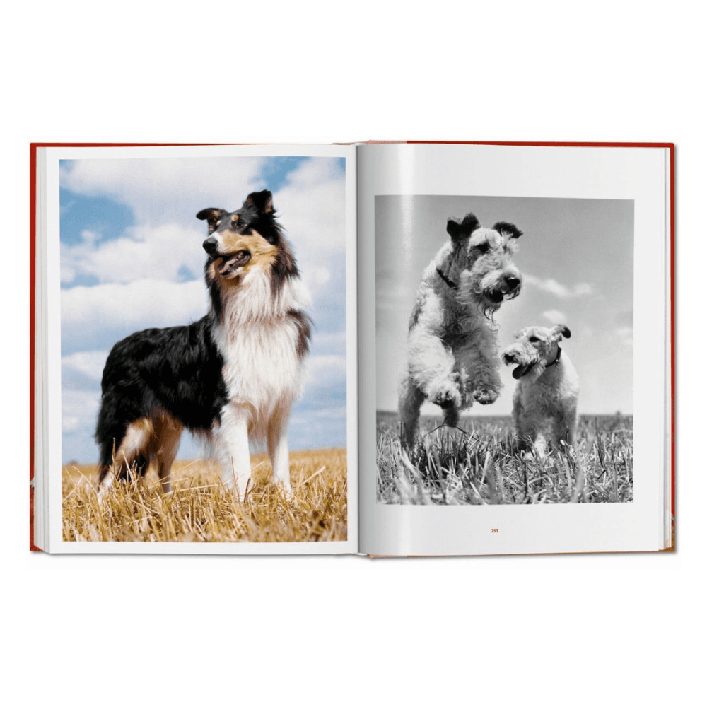 Walter Chandoha: Dogs, Photographs 1941-1991