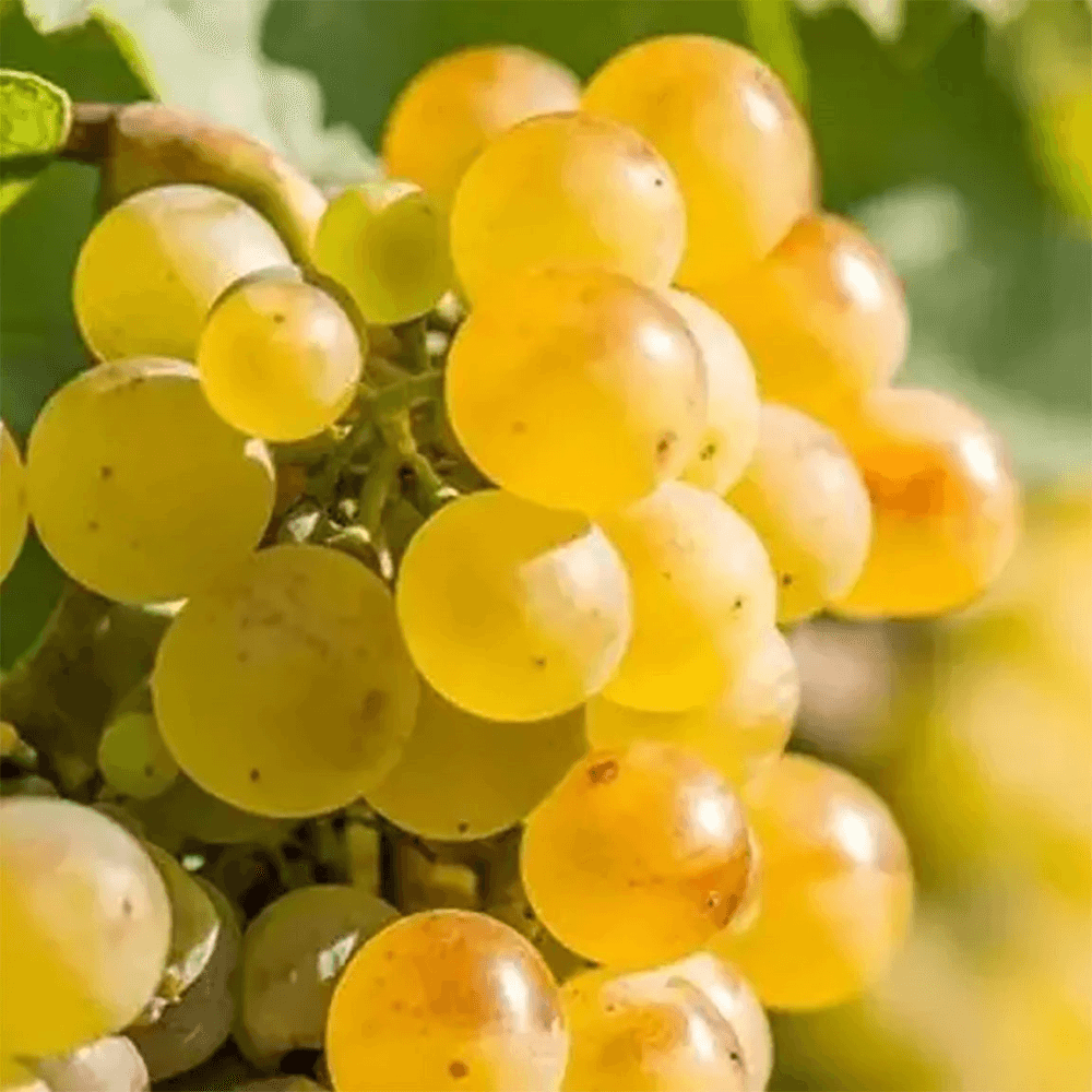 Two night wine getaway for two in Heidelberg
