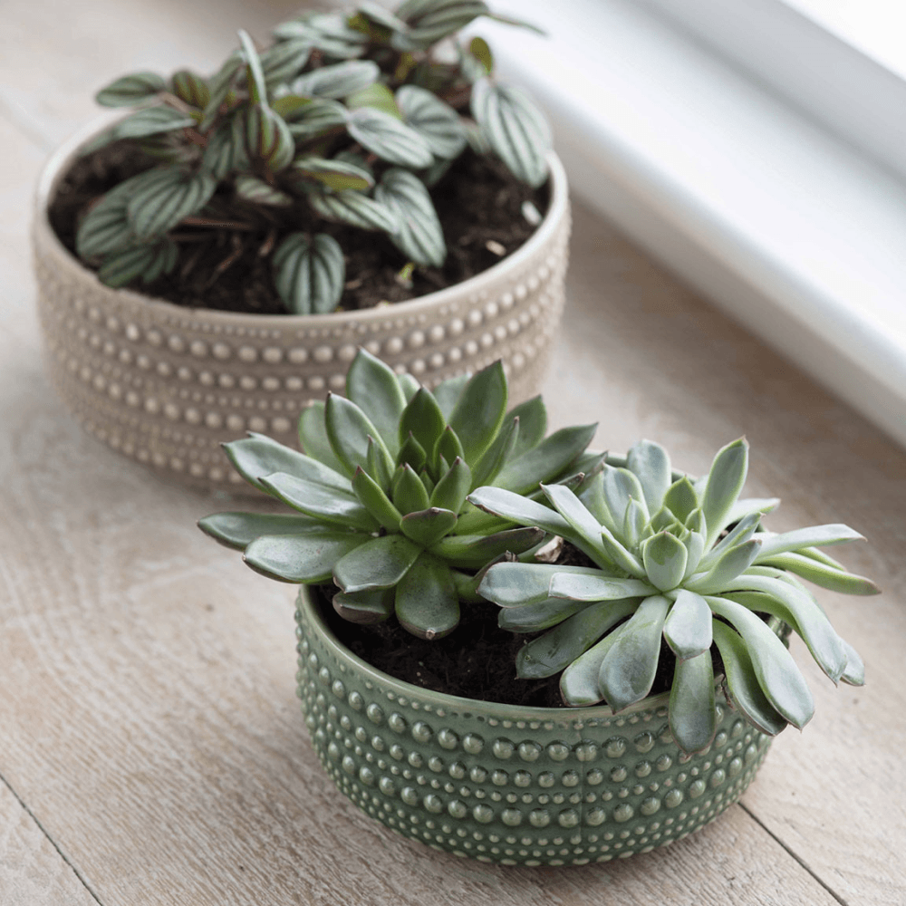 Castello Bowl