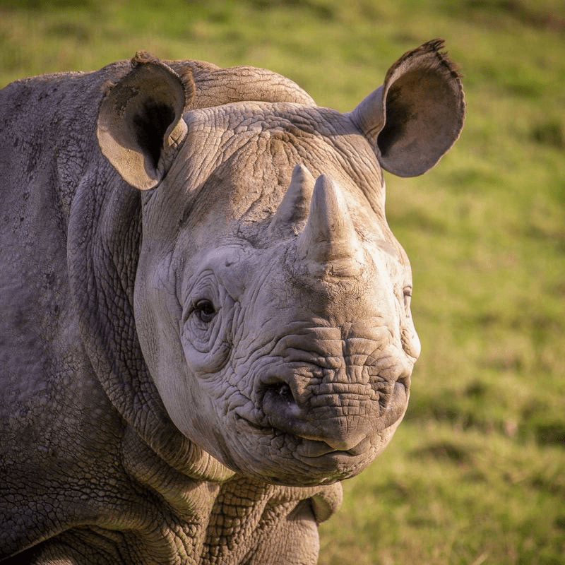 Port Lympne Reserve Visit, Truck Safari and Afternoon Tea for Two