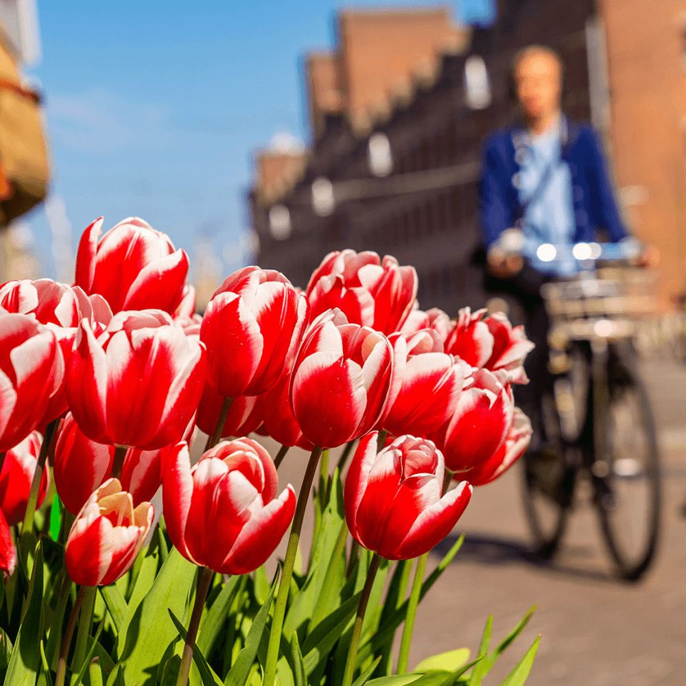 Michelin star dining and private gondola break for two in Amsterdam