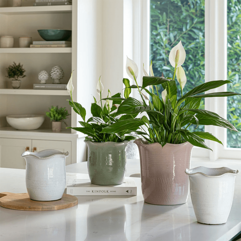Camellia Scalloped Edge Planter