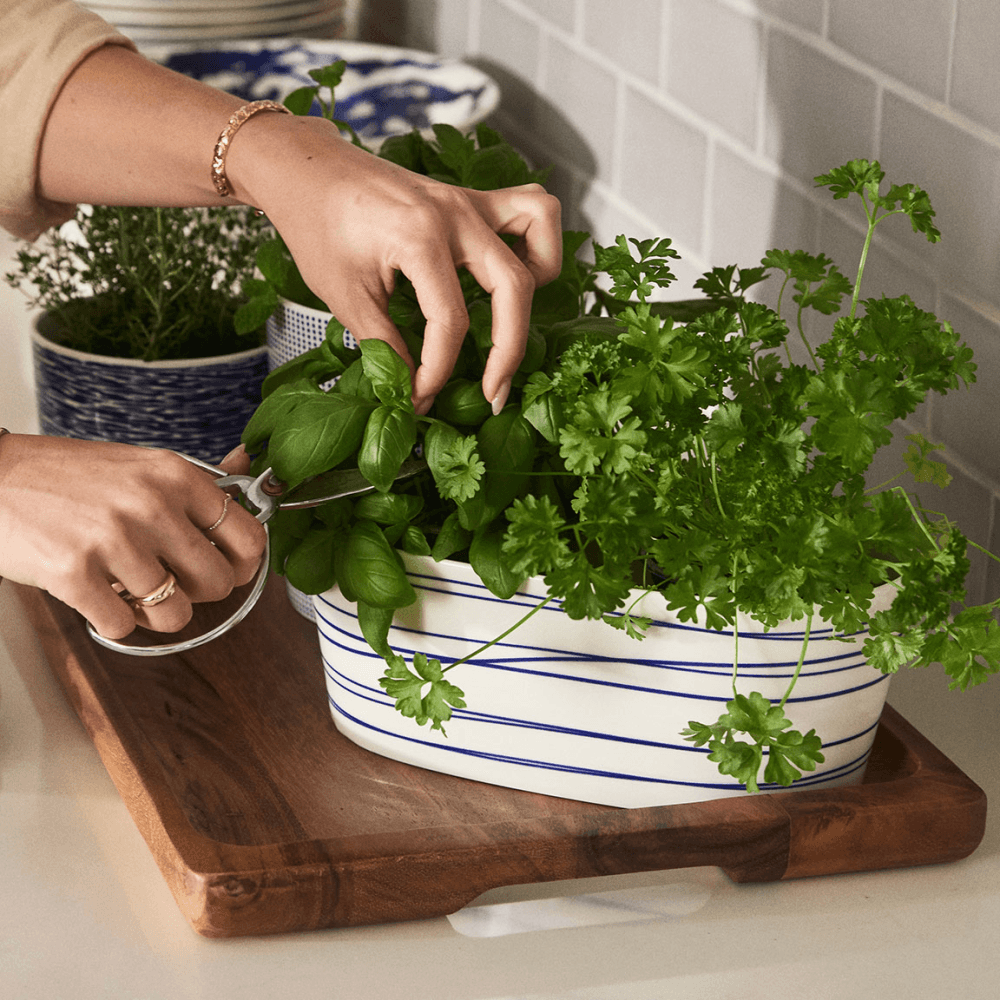 Pacific Planter