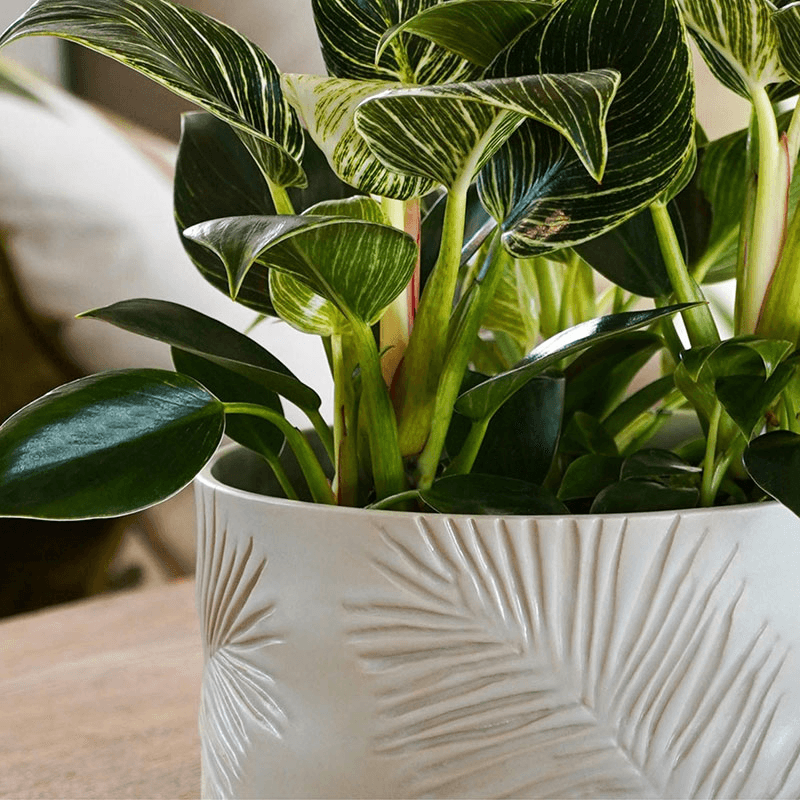 Kew Botanical Retreat Stoneware Sago Palm Bowl, Cream