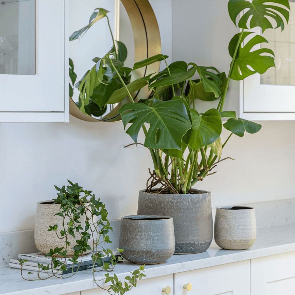 Celeste Planter