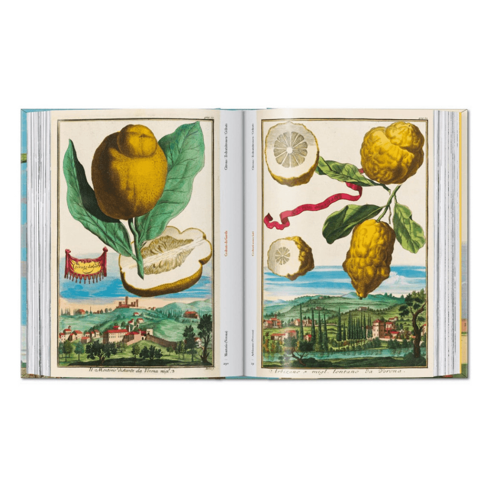 Volkamer: The Book of Citrus Fruits