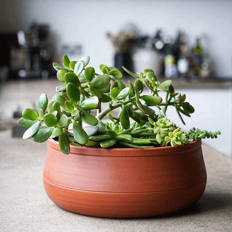 Kew Temperate House Handthrown Statement Bowl