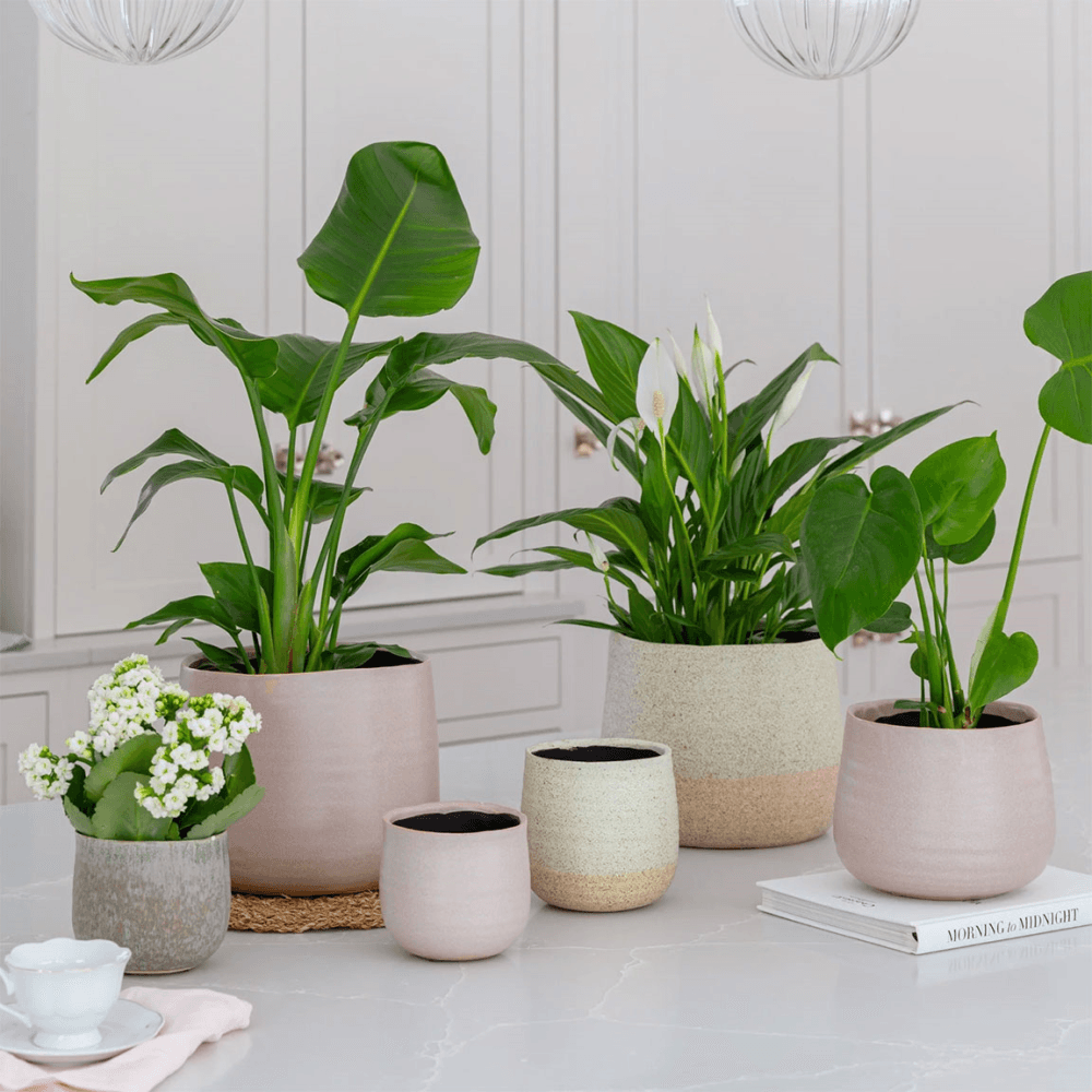 Celeste Planter