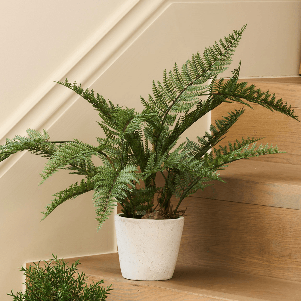 Bracken Fern Plant in Cement Pot, Grey