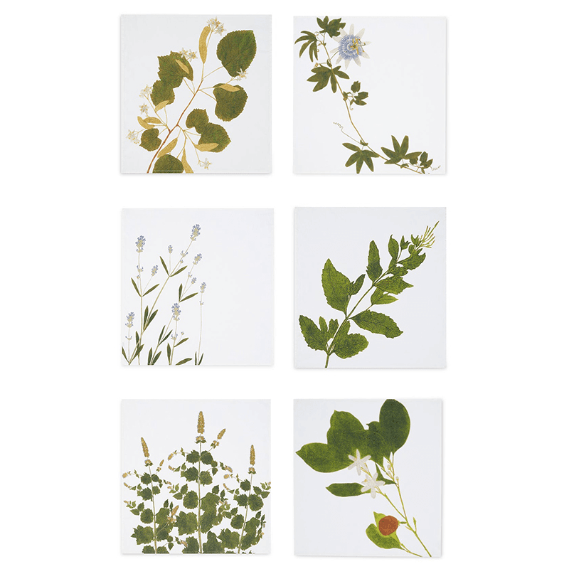 Herbarium Tisane Set of 6 Napkins, Multi