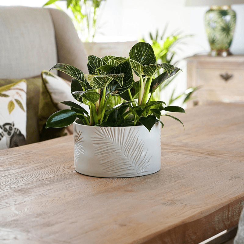 Kew Botanical Retreat Stoneware Sago Palm Bowl, Cream