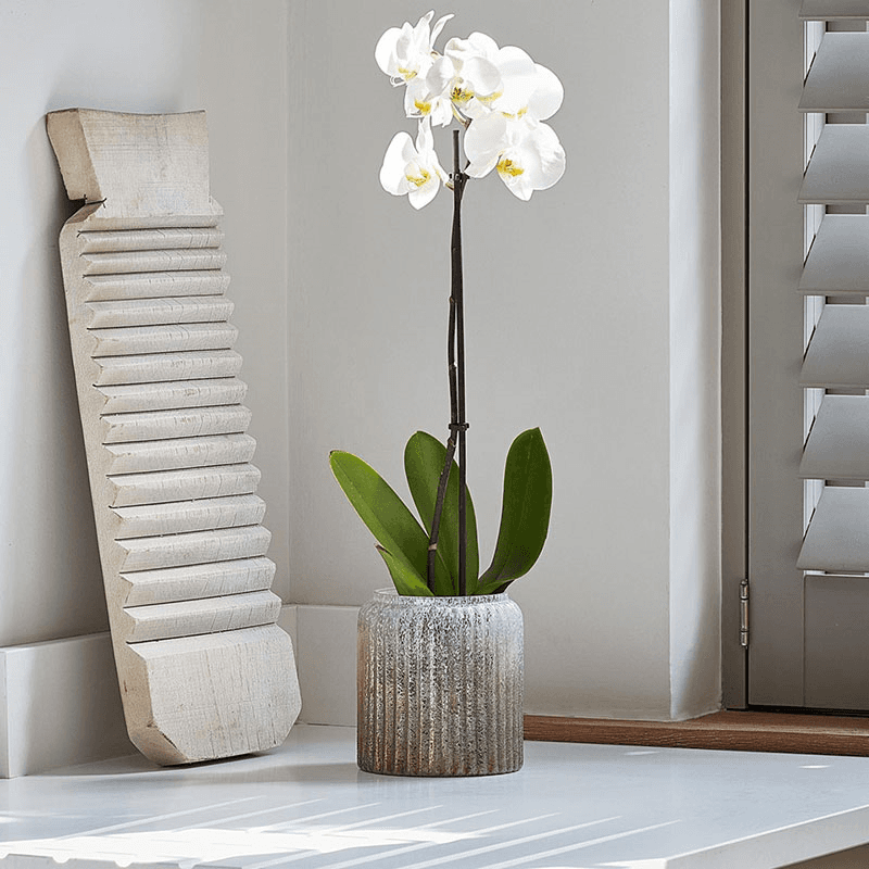 Verre Planter