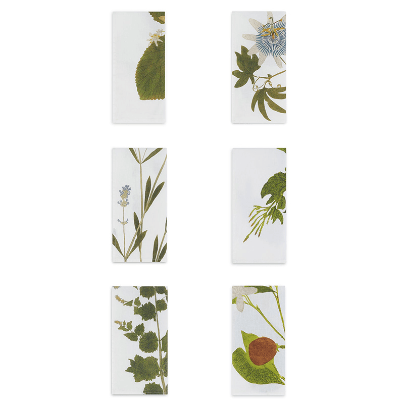 Herbarium Tisane Set of 6 Napkins, Multi