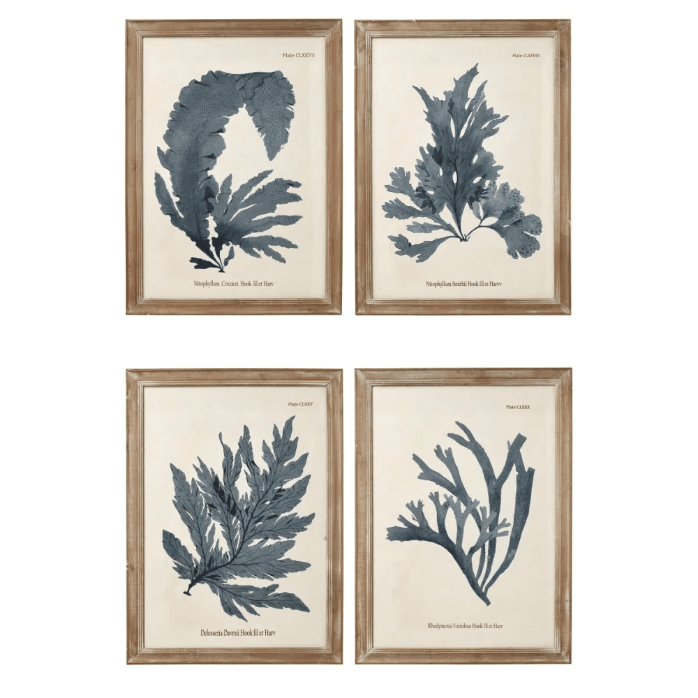 Set of 4 Framed Prints, Seaweed