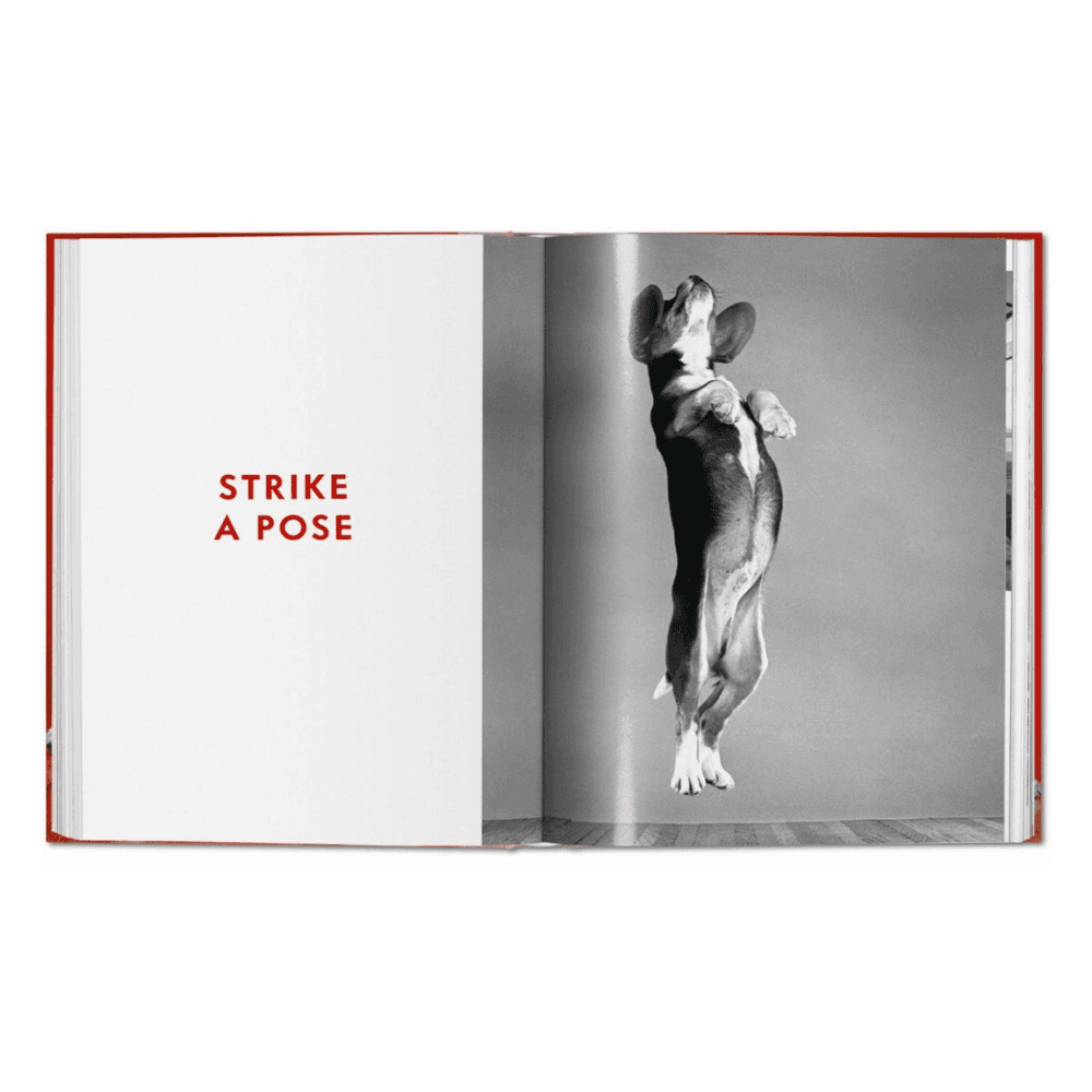 Walter Chandoha: Dogs, Photographs 1941-1991