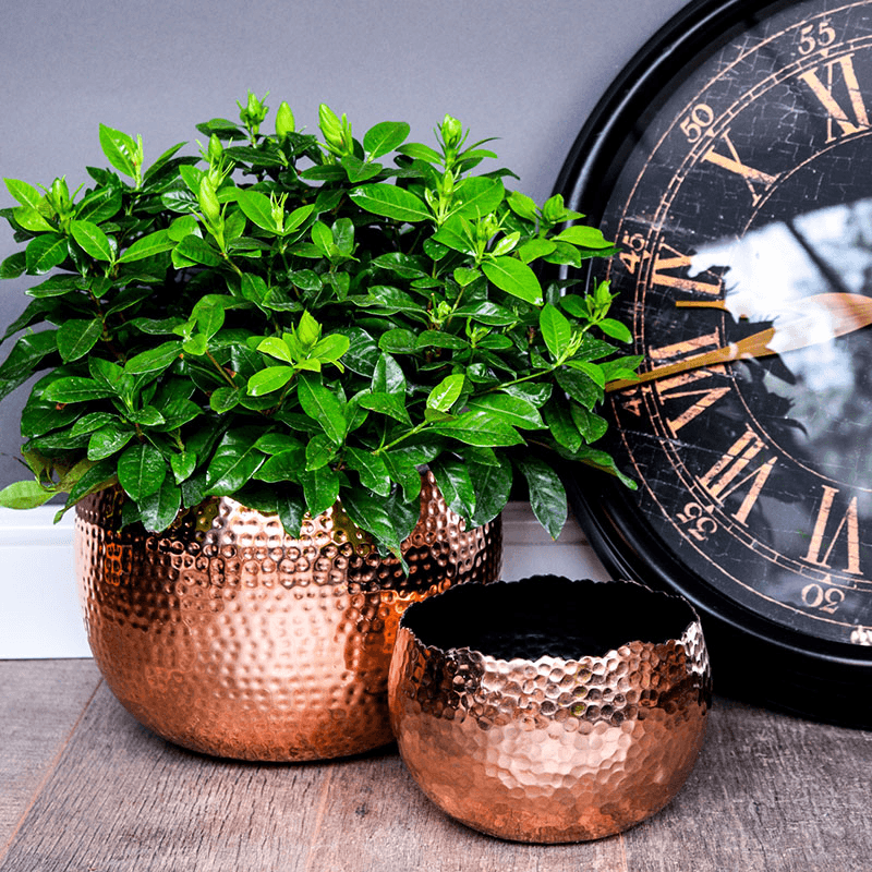 Hammered Bowl planter, Copper