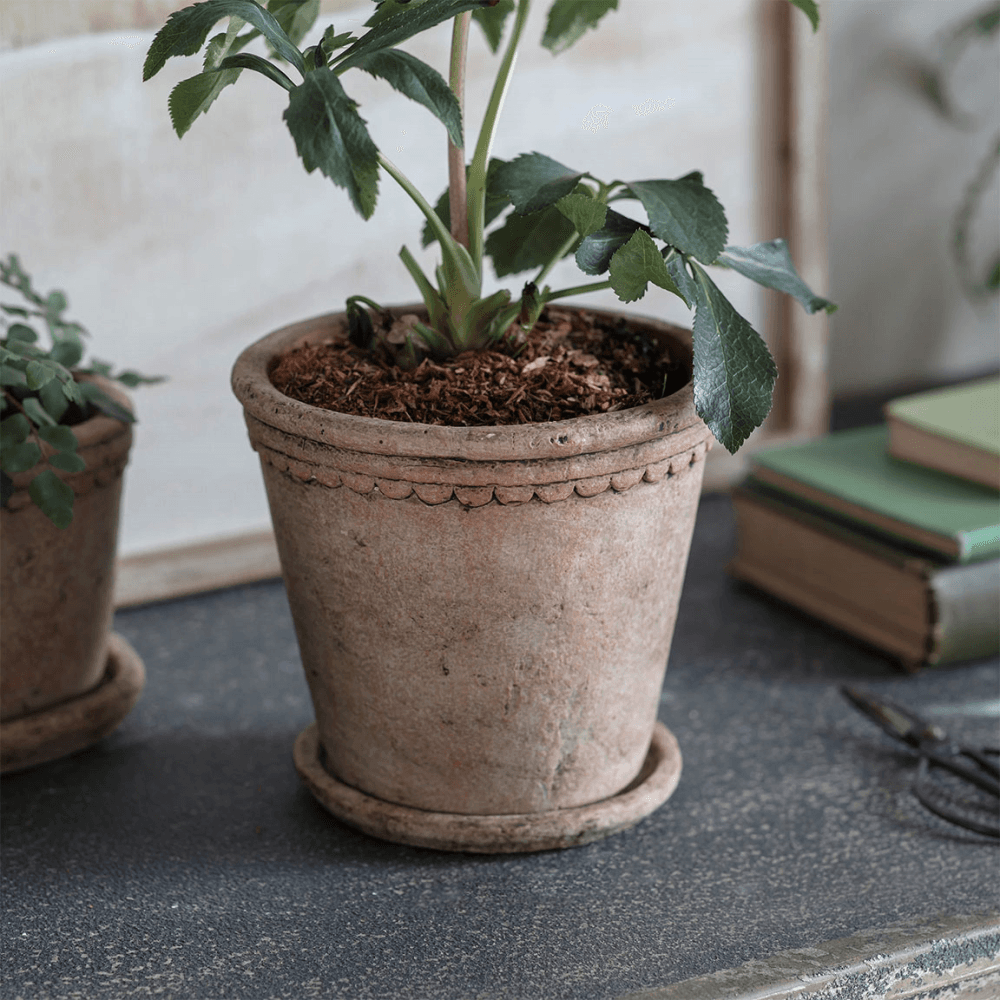 Milston Planter