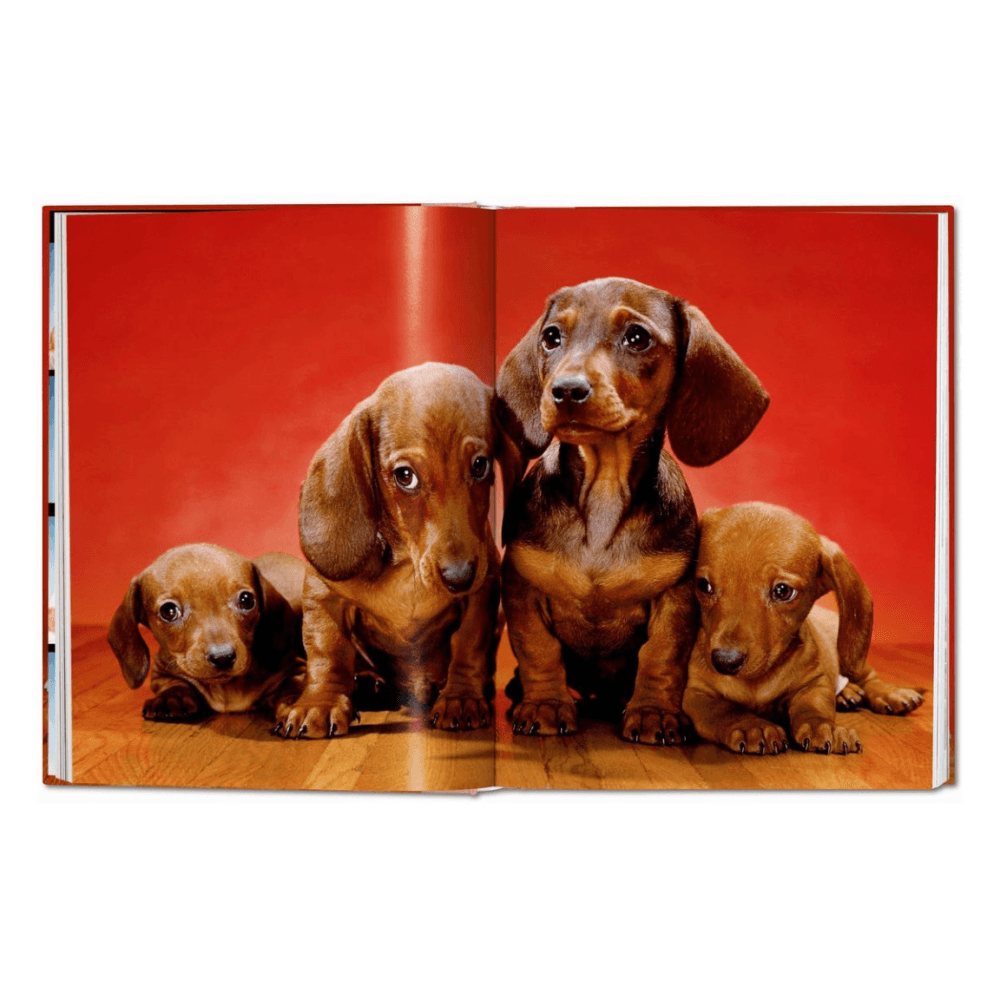 Walter Chandoha: Dogs, Photographs 1941-1991