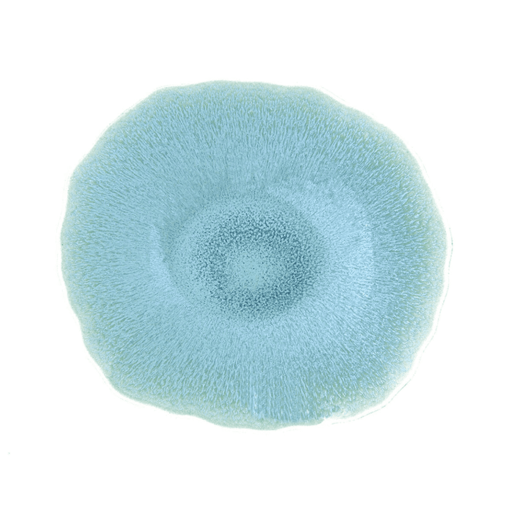 Plume Pair of dinner plates
